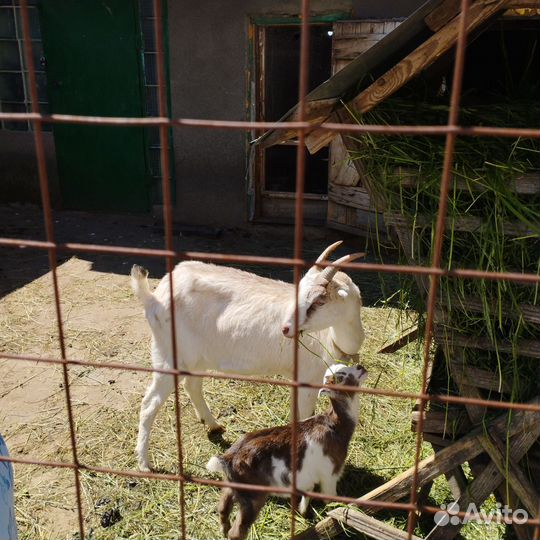 Коза дойная