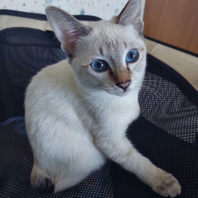 Меконгский бобтейл котёнок