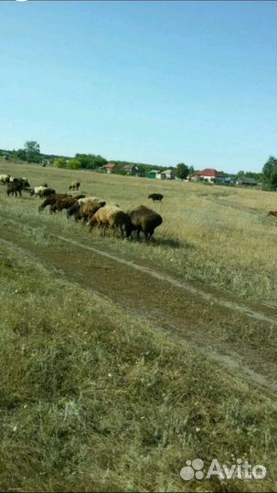 Продам баранов и ярок