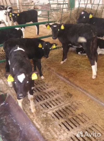 Телята бычки