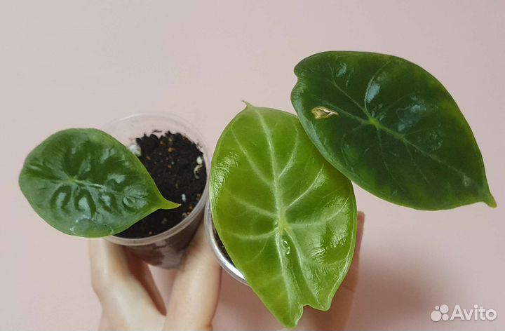 Алоказия Айвори Коаст, Полли