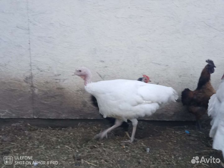 Пара индеек