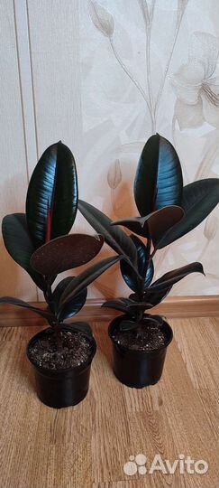 Фикус Абиджан