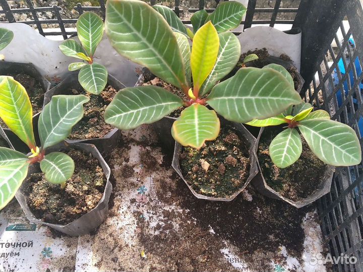 Комнатные растения номер 7