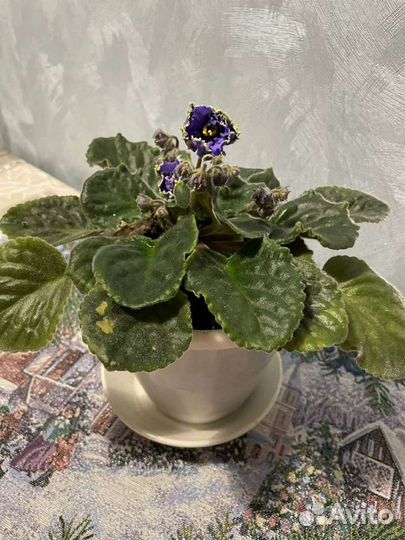 Фиалка махровая