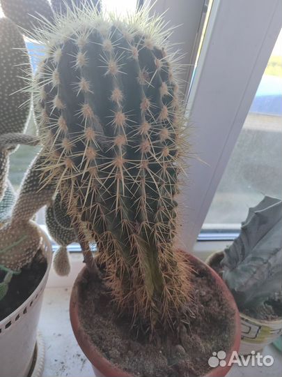 Кактусы и суккуленты