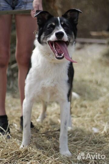 Собака в добрые руки