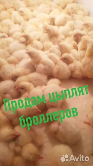 Цыпленок бролерный