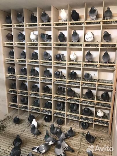 Продажа голубей от знаменитых заводчиков