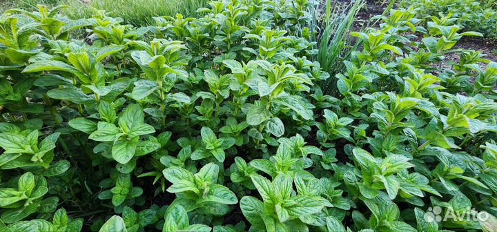 Мята свежая