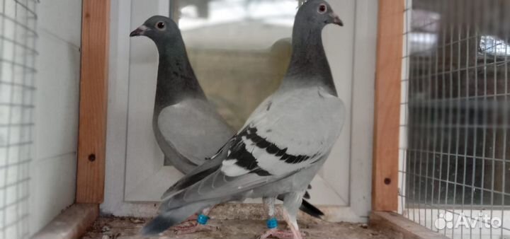 Спортивные голуби