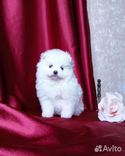Чисто белый мини-шпиц