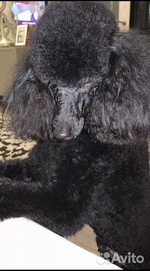 Кобель пудель вязка