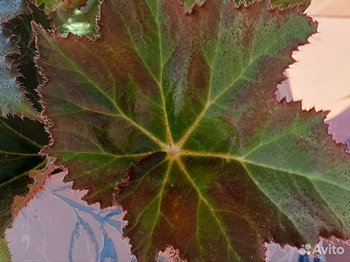 Бегония декоративно лиственная