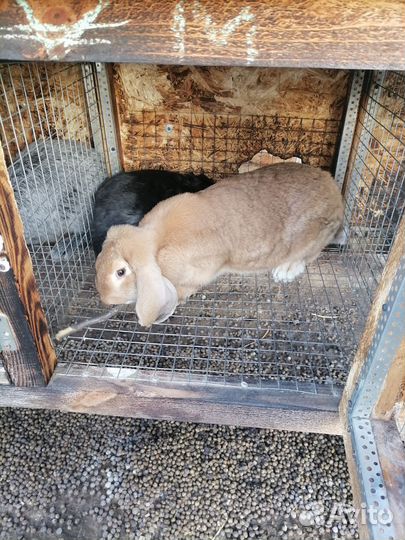 Кролики породы французский баран