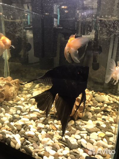 Аквариумные рыбки