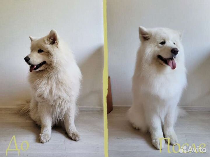 Стрижка собак