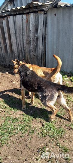 Продажа рабочих пастушьих собак(крс)