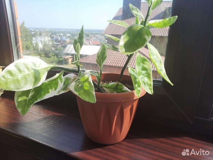 Комнатный цветок педилантус