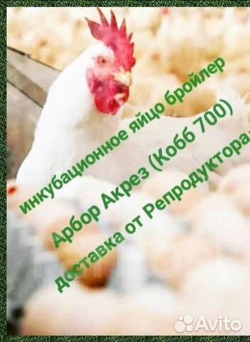 Бройлер Кобб 700. Инкубационное яйцо