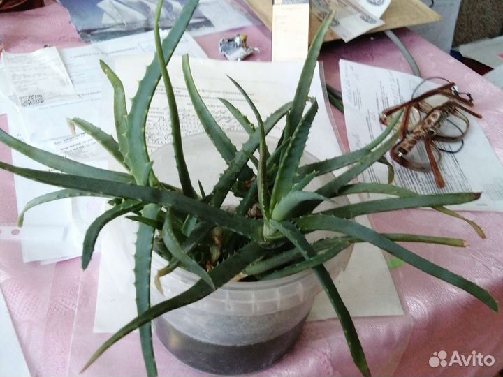 Алое старинный лечебный 2г