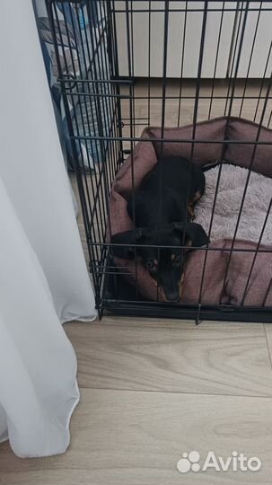 Карликовая такса щенки