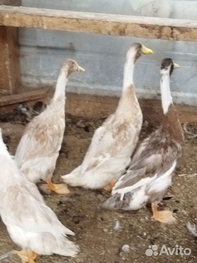 Утки индийский бегунок