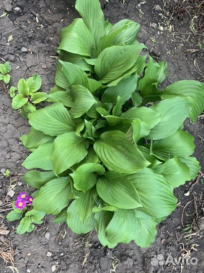 Кусты хосты (не делёнки )