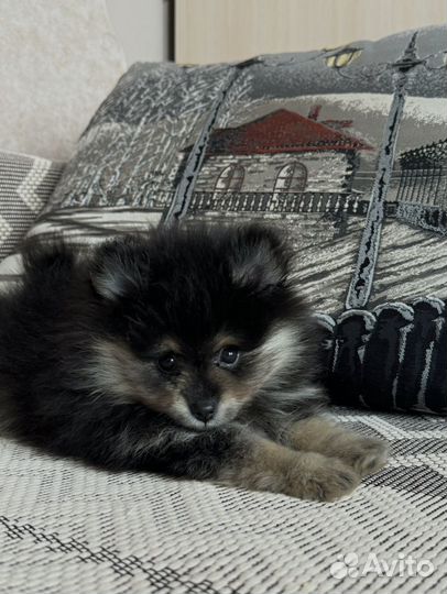 Померанский шпиц