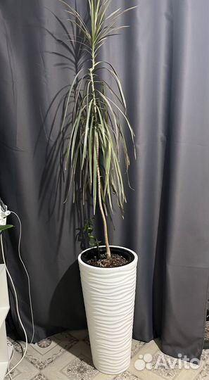 Пальма драцена