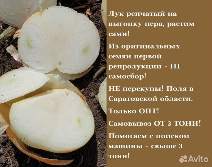 Лук на перо сорт Штутгарт оптом от 3 тонн