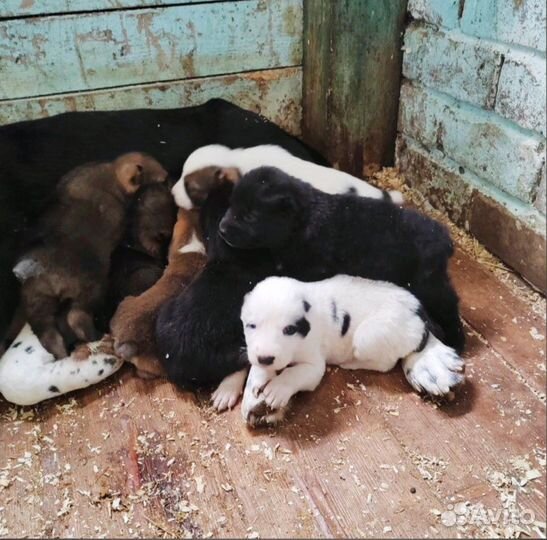 Продам щенков алабая