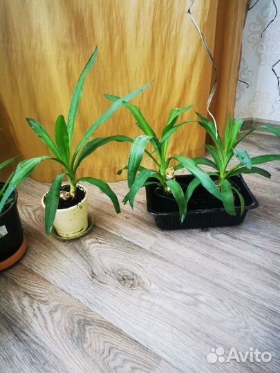 Пальма юкка