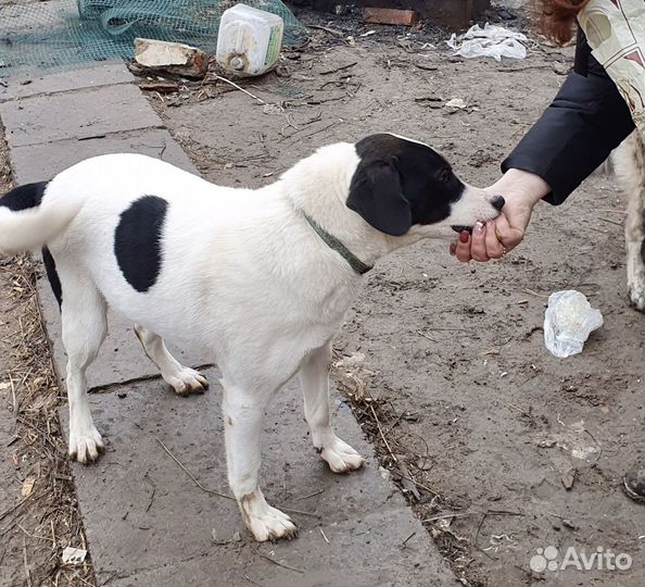 Пристраивется необыкновенно умная собака