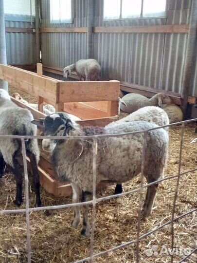 Продаются баранчики