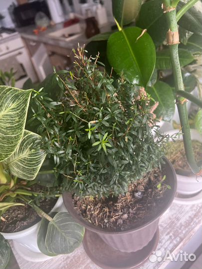 Коллекция домашних цветов оптом