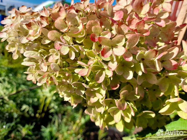 Пинки Винки, Грандифлора,смородина, хоста, Купчиха