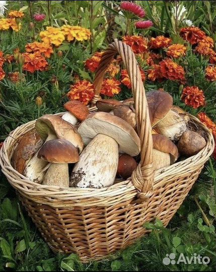 Грибы свежие