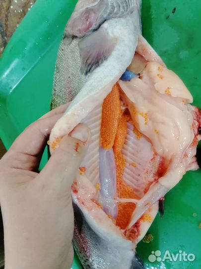 Живая рыба форель