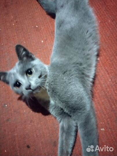 Котенок мальчик