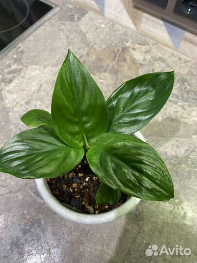 Спатифиллум Блек Бьюти