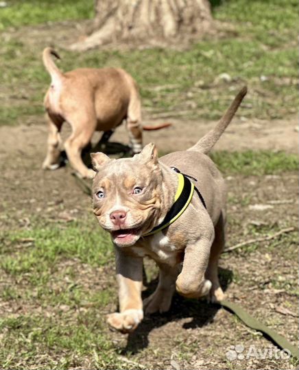 Американский булли покет экзот