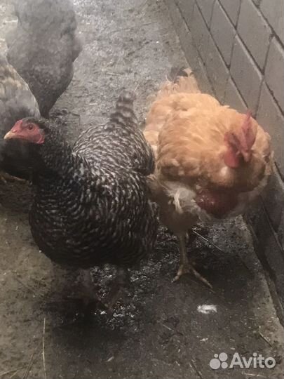 Племенные петухи