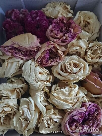 Сухие цветы