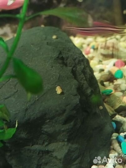 Улитки ампулярии