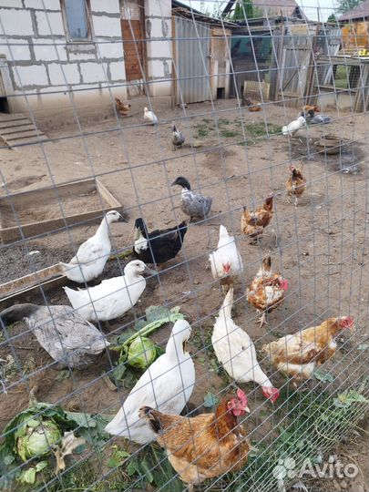 Утки, петухи