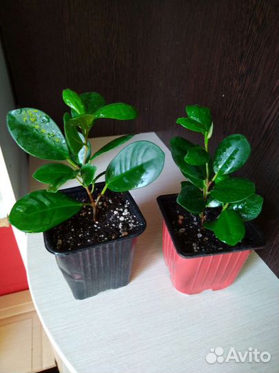 Фикус микрокарпа