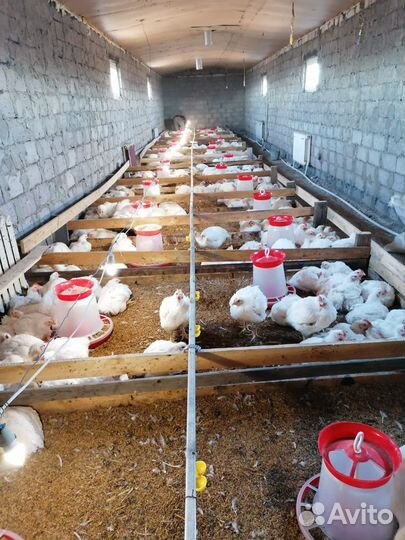 Птицеферма в черте города