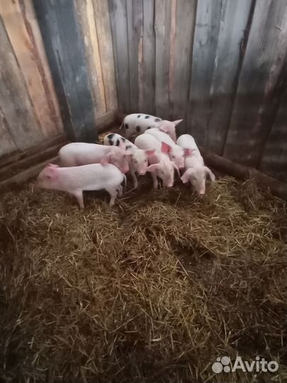 Поросята ландрас дюрок