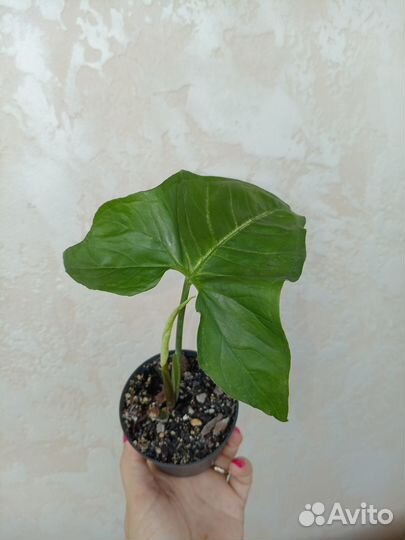 Сингониум батерфляй, пеперомия